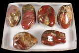 Lot: + Lbs Free-Standing, Polished Petrified Wood - Pieces #92421-1